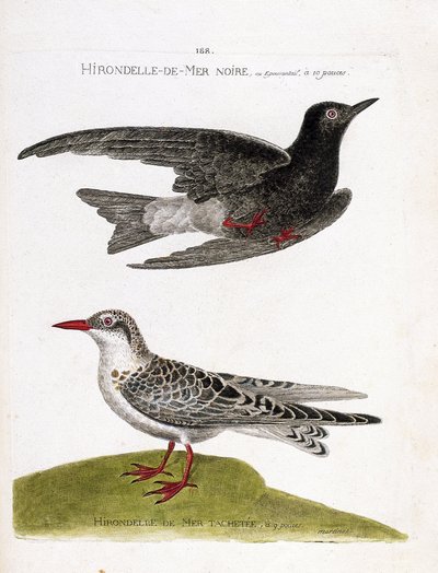 Zoological chart (ornithology): black sea swallow (sea swallow or black dwarf or chlidonias niger) in flight and spotted sea swallow (moustac guifette or chlidonias hybrida). Illustration in “The History of the Birds, Painted in Their Appearing and Sensiti av Francois Nicolas Martinet