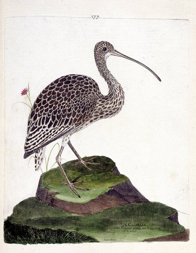Zoologisk kart (ornitologi): krølle (krølleaske eller numenius arquata). Illustrasjon i "Fuglenes historie, malt i deres utseende og følsomme aspekter" av Francois Nicolas Martinet (1731-1800). Privat samling. av Francois Nicolas Martinet