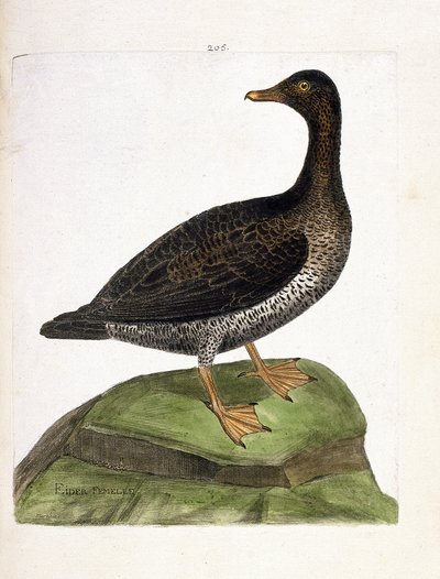 Zoologisk kart (ornitologi): hunnærfugl (ærfugl, dun eller somateria mollissima). Illustrasjon i "Fuglenes historie, malt i deres utseende og følsomme aspekter" av Francois Nicolas Martinet (1731-1800). Privat samling. av Francois Nicolas Martinet