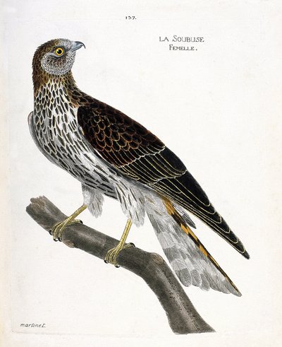 Zoologisk kart (ornitologi): kvinnelig soubuse (busard saint martin eller circus cyaneus) på en gren. Illustrasjon i "Fuglenes historie, malt i deres utseende og følsomme aspekter" av Francois Nicolas Martinet (1731-1800). Privat samling. av Francois Nicolas Martinet