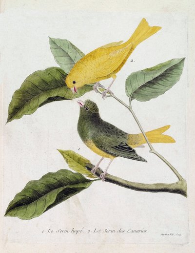 Zoological chart (ornithology): from bottom to top: The serin hupe (serin des canaries or serinus canaria) and the serin des canaries on a branch. Illustration in “The History of the Birds, Painted in Their Appearing and Sensitive Aspects” by Francois Nico av Francois Nicolas Martinet