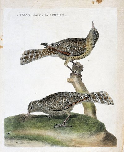 Zoologisk kart (ornitologi): fra topp til bunn: Hanntorcolen og dens hunn (Torcol Fourmilier eller Jynx torquilla). Illustrasjon i "Fuglenes historie, malt i deres utseende og følsomme aspekter" av Francois Nicolas Martinet (1731-1800). av Francois Nicolas Martinet