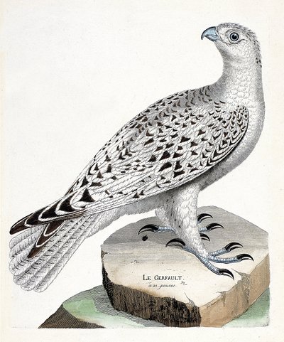Zoologisk kart (ornitologi): gerfault (gerfaut falk eller falco rusticolus). Illustrasjon i "Fuglenes historie, malt i deres utseende og følsomme aspekter" av Francois Nicolas Martinet (1731-1800). Privat samling. av Francois Nicolas Martinet