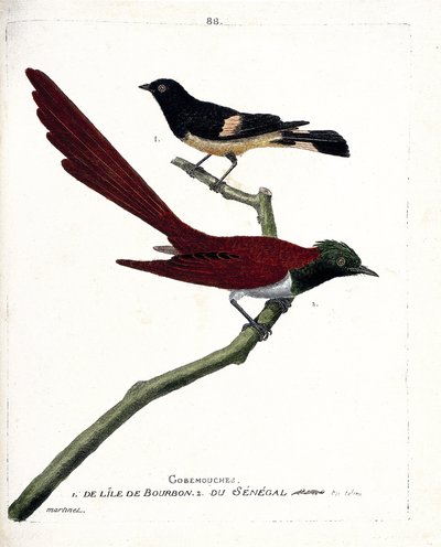 Zoological chart (ornithology): gob-fly (gobemouche) from the island of bourbon (Shama de Madagascar or copsychus albospecularis) and gobe fly from Senegal (tchitrec de paradis or terpsiphone paradisii). Illustration in “The History of the Birds, Painted i av Francois Nicolas Martinet