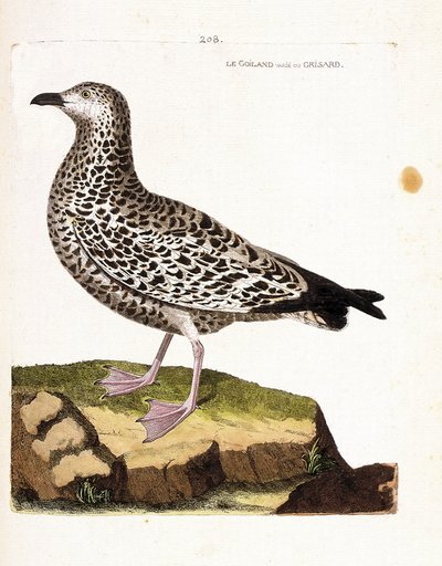 Zoological chart (ornithology): goiland varies or grisard (goeland or larus sp). Illustration in “The History of the Birds, Painted in Their Appearing and Sensitive Aspects” by Francois Nicolas Martinet (1731-1800). Private collection. av Francois Nicolas Martinet