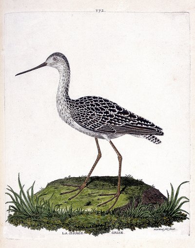 Zoological chart (ornithology): grey barge (red barge or limosa lapponica). Illustration in “The History of the Birds, Painted in Their Appearing and Sensitive Aspects” by Francois Nicolas Martinet (1731-1800). Private collection. av Francois Nicolas Martinet