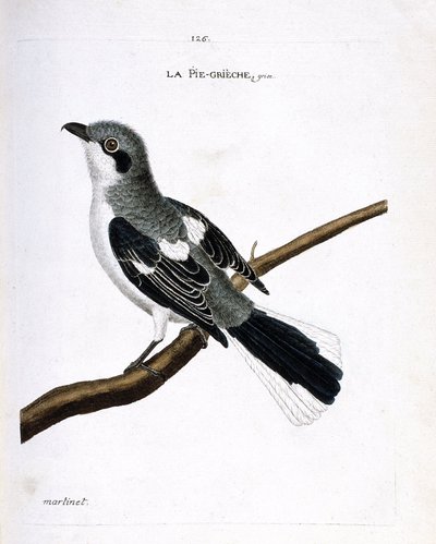 Zoologisk kart (ornitologi): grå grieche (grå tomper eller lanius excubitor) på en gren. Illustrasjon i "Fuglenes historie, malt i deres utseende og følsomme aspekter" av Francois Nicolas Martinet (1731-1800). Privat samling. av Francois Nicolas Martinet