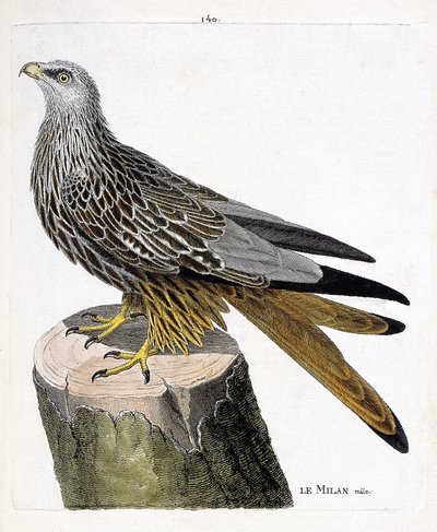 Zoologisk kart (ornitologi): hann Milan (kongelig eller milvus milvus). Illustrasjon i "Fuglenes historie, malt i deres utseende og følsomme aspekter" av Francois Nicolas Martinet (1731-1800). Privat samling. av Francois Nicolas Martinet