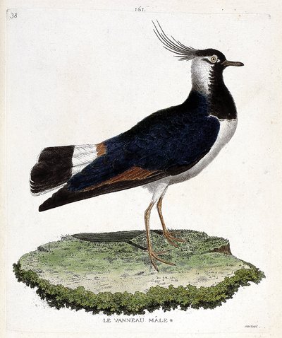 Zoologisk kart (ornitologi): hannlam (løkke eller vanellus vanellus). Illustrasjon i "Fuglenes historie, malt i deres utseende og følsomme aspekter" av Francois Nicolas Martinet (1731-1800). Privat samling. av Francois Nicolas Martinet