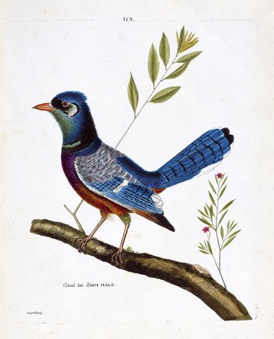 Zoologisk kart (ornitologi): siam jay hann (blue jay eller cyanocitta cristata) på en gren. Illustrasjon i "Fuglenes historie, malt i deres utseende og følsomme aspekter" av Francois Nicolas Martinet (1731-1800). Privat samling. av Francois Nicolas Martinet