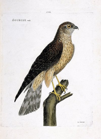 Zoologisk kart (ornitologi): mannlig soubuse (busard saint martin eller circus cyaneus) på en gren. Illustrasjon i "Fuglenes historie, malt i deres utseende og følsomme aspekter" av Francois Nicolas Martinet (1731-1800). Privat samling. av Francois Nicolas Martinet