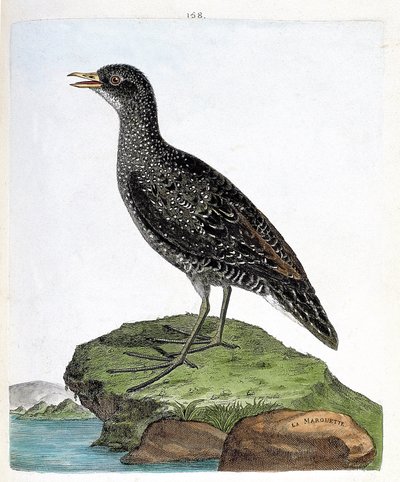 Zoologisk kart (ornitologi): marouette (flekkmarouett eller porzana porzana). Illustrasjon i "Fuglenes historie, malt i deres utseende og følsomme aspekter" av Francois Nicolas Martinet (1731-1800). Privat samling. av Francois Nicolas Martinet