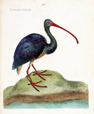 Zoologisk kart (ornitologi): nigritie