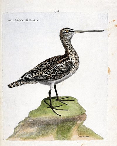Zoologisk kart (ornitologi): gammel hann becassine (myr becassine eller gallinago gallinago). Illustrasjon i "Fuglenes historie, malt i deres utseende og følsomme aspekter" av Francois Nicolas Martinet (1731-1800). Privat samling. av Francois Nicolas Martinet