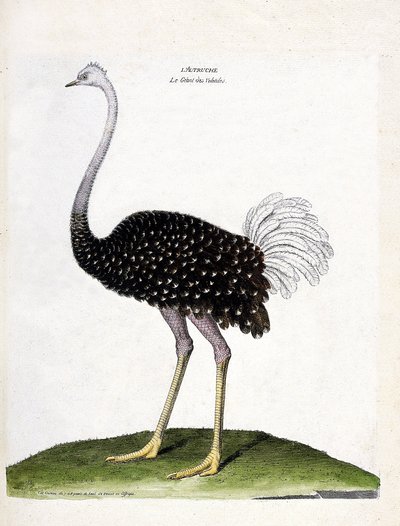 Zoologisk kart (ornitologi): struts (struthio camelus). Illustrasjon i "Fuglenes historie, malt i deres utseende og følsomme aspekter" av Francois Nicolas Martinet (1731-1800). Privat samling. av Francois Nicolas Martinet
