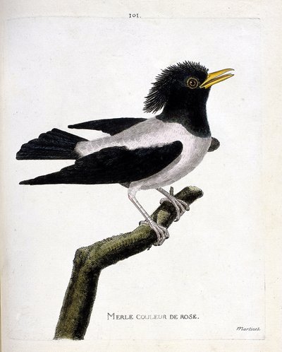 Zoologisk kart (ornitologi): rosa svarttrost (rødstær eller sturnus roseus) på en gren. Illustrasjon i "Fuglenes historie, malt i deres utseende og følsomme aspekter" av Francois Nicolas Martinet (1731-1800). Privat samling. av Francois Nicolas Martinet