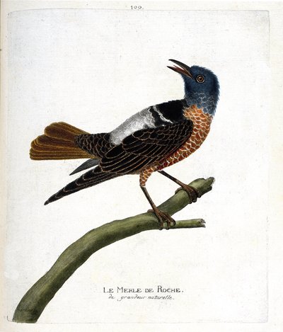 Zoologisk kart (ornitologi): steintrost (steinsvarttrost eller monticola saxatilis). Illustrasjon i "Fuglenes historie, malt i deres utseende og følsomme aspekter" av Francois Nicolas Martinet (1731-1800). Privat samling. av Francois Nicolas Martinet