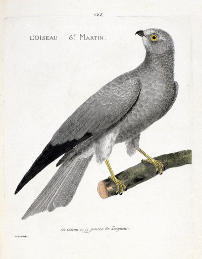 Zoologisk kart (ornitologi): fuglen saint martin (busard saint martin eller circus cyaneus) på en gren. Illustrasjon i "Fuglenes historie, malt i deres utseende og følsomme aspekter" av Francois Nicolas Martinet (1731-1800). Privat samling av Francois Nicolas Martinet