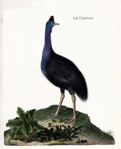 Zoological chart (ornithology): the casoar (casoar a helmet or cassuarius cassuarius). Illustration in “The History of the Birds, Painted in Their Appearing and Sensitive Aspects” by Francois Nicolas Martinet (1731-1800). Private collection. av Francois Nicolas Martinet