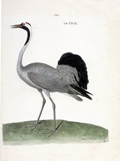 Zoologisk kart (ornitologi): tranen (asketrane eller grus grus) - Illustrasjon i "Fuglenes historie, malt i deres tilsynelatende og følsomme aspekter" av Francois Nicolas Martinet (1731-1800) - Privat samling av Francois Nicolas Martinet