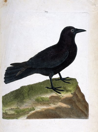 Zoologisk kart (ornitologi): kråken (svart kråke eller corvus corone). Illustrasjon i "Fuglenes historie, malt i deres utseende og følsomme aspekter" av Francois Nicolas Martinet (1731-1800). Privat samling. av Francois Nicolas Martinet