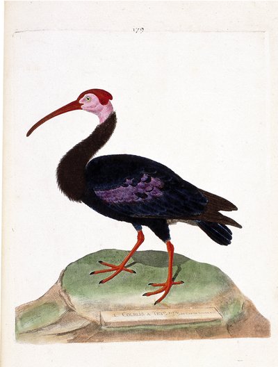 Zoologisk kart (ornitologi): krøllen har et bart hode på hetten av godt håp (ibis du cap eller geronticus calvus). Illustrasjon i "Fuglenes historie, malt i deres utseende og følsomme aspekter" av Francois Nicolas Martinet (1731-1800). P av Francois Nicolas Martinet