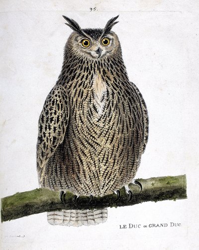 Zoologisk kart (ornitologi): hertugen eller storhertugen (storhertugen eller bubo bubo) på en gren. Illustrasjon i "Fuglenes historie, malt i deres utseende og følsomme aspekter" av Francois Nicolas Martinet (1731-1800). Privat samling. av Francois Nicolas Martinet