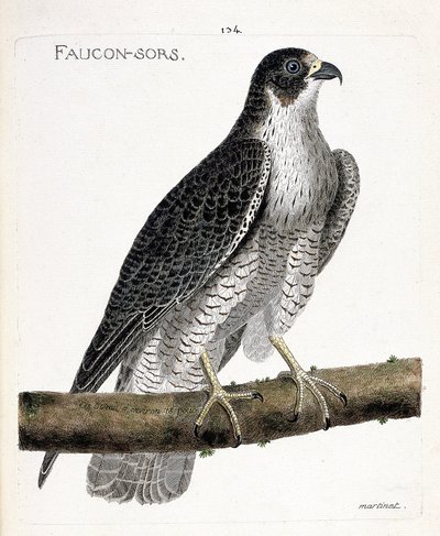 Zoologisk kart (ornitologi): falken kommer ut eller falken ut (pelerinefalk eller falco peregrinus) på en gren. Illustrasjon i "Fuglenes historie, malt i deres utseende og følsomme aspekter" av Francois Nicolas Martinet (1731-1800). Pri av Francois Nicolas Martinet