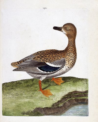 Zoologisk kart (ornitologi): den kvinnelige villanden (stokkand eller anas platyrhynchos). Illustrasjon i "Fuglenes historie, malt i deres utseende og følsomme aspekter" av Francois Nicolas Martinet (1731-1800). Privat samling. av Francois Nicolas Martinet