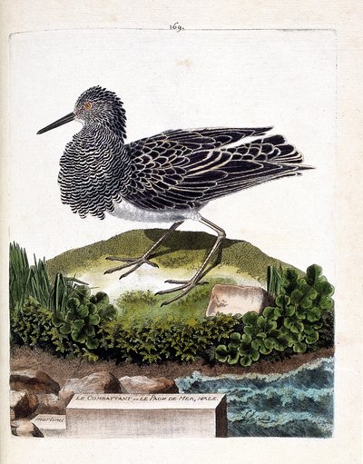Zoological chart (ornithology): the fighter or the male sea peacock (fighter varies or philomachus pugnax). Illustration in “The History of the Birds, Painted in Their Appearing and Sensitive Aspects” by Francois Nicolas Martinet (1731-1800). Private colle av Francois Nicolas Martinet