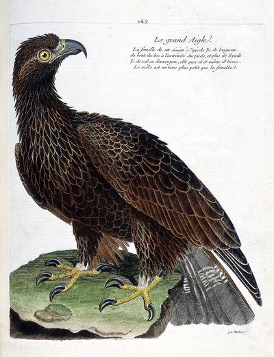 Zoologisk kart (ornitologi): den store ørnen (kongeørn eller aquila chrysaetos). Illustrasjon i "Fuglenes historie, malt i deres utseende og følsomme aspekter" av Francois Nicolas Martinet (1731-1800). Privat samling. av Francois Nicolas Martinet