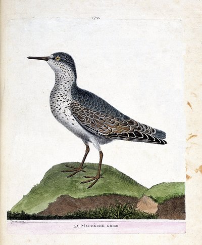 Zoologisk kart (ornitologi): den grå maubeche (lilla nebb eller calidris maritima). Illustrasjon i "Fuglenes historie, malt i deres utseende og følsomme aspekter" av Francois Nicolas Martinet (1731-1800). Privat samling. av Francois Nicolas Martinet