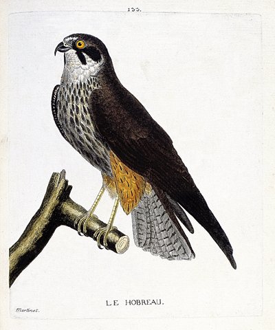 Zoological chart (ornithology): the hobreau (hawk hawk or falco subbuteo) on a branch. Illustration in “The History of the Birds, Painted in Their Appearing and Sensitive Aspects” by Francois Nicolas Martinet (1731-1800). Private collection. av Francois Nicolas Martinet
