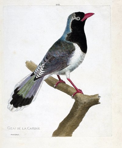 Zoological chart (ornithology): the jay of the coffee shop (red-beaked pirolla or urocissa erythrorhyncha). Illustration in “The History of the Birds, Painted in Their Appearing and Sensitive Aspects” by Francois Nicolas Martinet (1731-1800). Private colle av Francois Nicolas Martinet