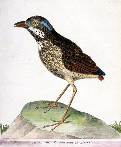 Zoological chart (ornithology): the king of the fourthousand of Cayenne (grallaire king or grallaria varia). Illustration in “The History of the Birds, Painted in Their Appearing and Sensitive Aspects” by Francois Nicolas Martinet (1731-1800). Private coll av Francois Nicolas Martinet