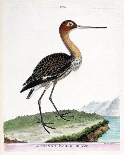 Zoologisk kart (ornitologi): den store røde lekteren (svarthalelekter eller limosa limosa). Illustrasjon i "Fuglenes historie, malt i deres utseende og følsomme aspekter" av Francois Nicolas Martinet (1731-1800). Privat samling. av Francois Nicolas Martinet