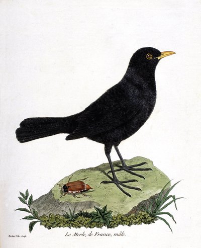 Zoologisk kart (ornitologi): hannen svarttrost (svarttrost eller turdus merula). Illustrasjon i "Fuglenes historie, malt i deres utseende og følsomme aspekter" av Francois Nicolas Martinet (1731-1800). Privat samling. av Francois Nicolas Martinet