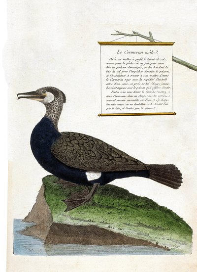 Zoological chart (ornithology): the male cormorant (Great cormorant or phalacrocorax carbo). Illustration in “The History of the Birds, Painted in Their Appearing and Sensitive Aspects” by Francois Nicolas Martinet (1731-1800). Private collection. av Francois Nicolas Martinet