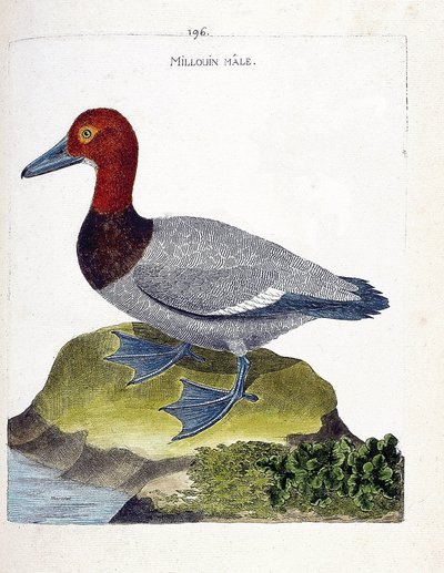 Zoologisk kart (ornitologi): den mannlige millouin (scaup eller Aythia ferina). Illustrasjon i "Fuglenes historie, malt i deres utseende og følsomme aspekter" av Francois Nicolas Martinet (1731-1800). Privat samling. av Francois Nicolas Martinet