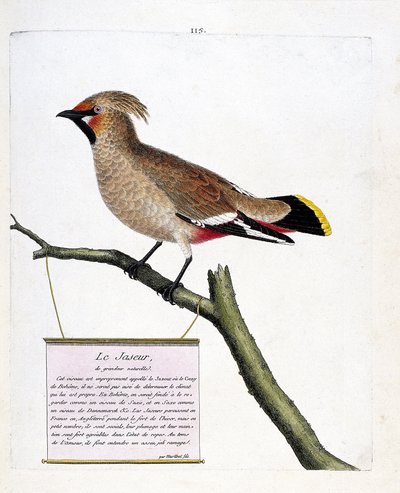 Zoologisk kart (ornitologi): jaspis i naturlig størrelse eller boreal jaspis (bombycilla garrulus) på en gren. Illustrasjon i "Fuglenes historie, malt i deres utseende og følsomme aspekter" av Francois Nicolas Martinet (1731-1800). Privat koll av Francois Nicolas Martinet