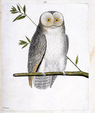 Zoologisk kart (ornitologi): uglen (Barn Owl eller Tyto Alba) på en gren. Illustrasjon i "Fuglenes historie, malt i deres utseende og følsomme aspekter" av Francois Nicolas Martinet (1731-1800). Privat samling. av Francois Nicolas Martinet