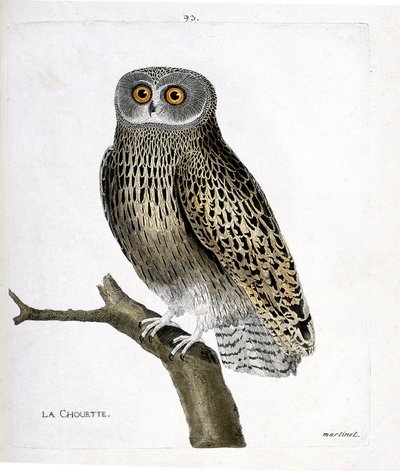 Zoologisk kart (ornitologi): uglen (hulotteugle eller strix aluco) på en gren. Illustrasjon i "Fuglenes historie, malt i deres utseende og følsomme aspekter" av Francois Nicolas Martinet (1731-1800). Privat samling. av Francois Nicolas Martinet