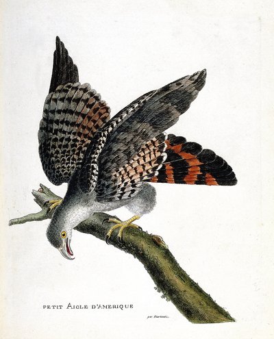 Zoological chart (ornithology): the small American eagle (buffon busard or circus buffoni) on a branch. Illustration in “The History of the Birds, Painted in Their Appearing and Sensitive Aspects” by Francois Nicolas Martinet (1731-1800). Private collectio av Francois Nicolas Martinet