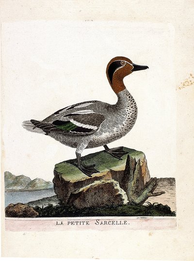 Zoologisk kart (ornitologi): den lille krikkand (vinterkrikk eller anas crecca). Illustrasjon i "Fuglenes historie, malt i deres utseende og følsomme aspekter" av Francois Nicolas Martinet (1731-1800). Privat samling. av Francois Nicolas Martinet