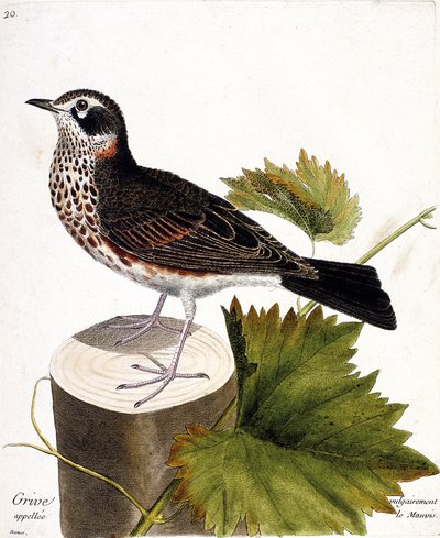 Zoologisk kart (ornitologi): trosten ofte kalt mauvis (mauvis trost eller turdus iliacus) på en trestamme. Illustrasjon i "Fuglenes historie, malt i deres utseende og følsomme aspekter" av Francois Nicolas Martinet (1731-1800). av Francois Nicolas Martinet