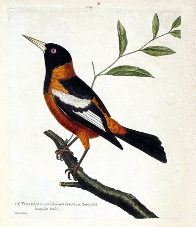 Zoologisk kart (ornitologi): troupiale (troupiale oriole eller icterus icterus) på en gren. Illustrasjon i "Fuglenes historie, malt i deres utseende og følsomme aspekter" av Francois Nicolas Martinet (1731-1800). Privat samling. av Francois Nicolas Martinet