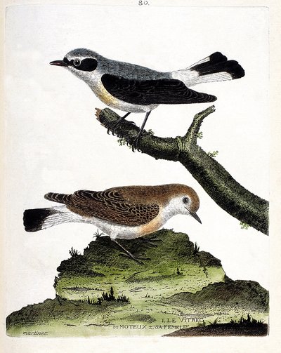 Zoologisk kart (ornitologi): vitrec (eller motøs) på grenen og dens hunn (mottous stilk eller oenanth). Illustrasjon i "Fuglenes historie, malt i deres utseende og følsomme aspekter" av Francois Nicolas Martinet (1731-1800). Privat c av Francois Nicolas Martinet