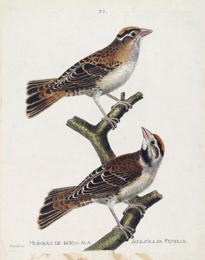 Zoologisk kart (ornitologi): skogspurven eller relieffet (Hudsonsparrow eller spizea arborea) og hunnen (avlastet spurv eller petronia petronia). Illustrasjon i "Fuglenes historie, malt i deres utseende og følsomme aspekter" av Franco av Francois Nicolas Martinet