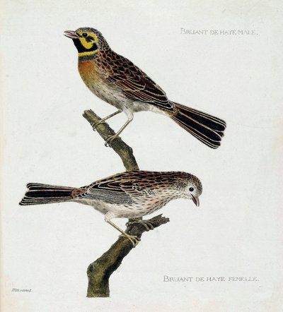 Zoologisk kart (ornitologi): topp til bunn: Hann- og hunnspurv (zizi eller emberiza cirlus) på en gren. Illustrasjon i "Fuglenes historie, malt i deres utseende og følsomme aspekter" av Francois Nicolas Martinet (1731-1800). Priv av Francois Nicolas Martinet