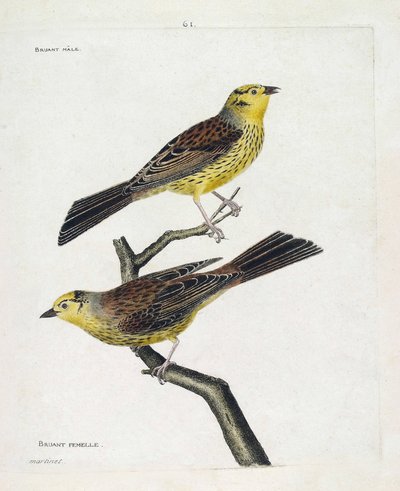 Zoologisk kart (ornitologi): topp til bunn: Hann- og hunnspurv (gulspurv eller Emberiza citrinella). Illustrasjon i "Fuglenes historie, malt i deres utseende og følsomme aspekter" av Francois Nicolas Martinet (1731-1800). Privat av Francois Nicolas Martinet